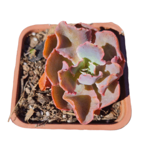 Suculenta Echeveria Blue Waves