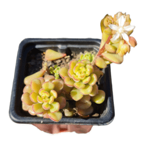 Suculenta Sedum versadense var. chontalense