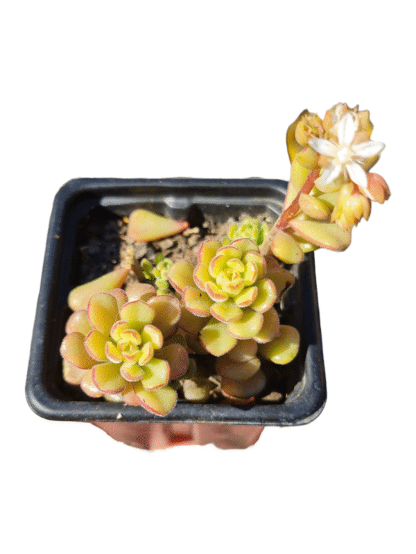 Suculenta Sedum versadense var. chontalense