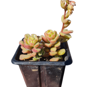 Suculenta Sedum versadense var. chontalense