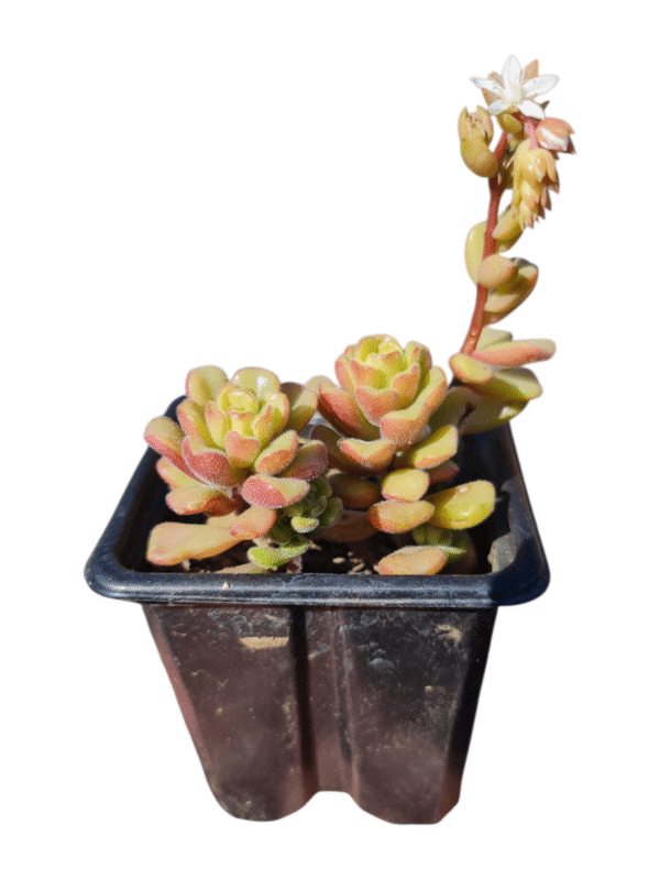 Suculenta Sedum versadense var. chontalense - Imagem 2