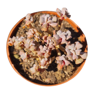 Suculenta Echeveria Cubic Frost arvoreta