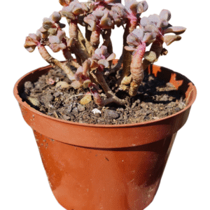 Suculenta Echeveria Cubic Frost arvoreta