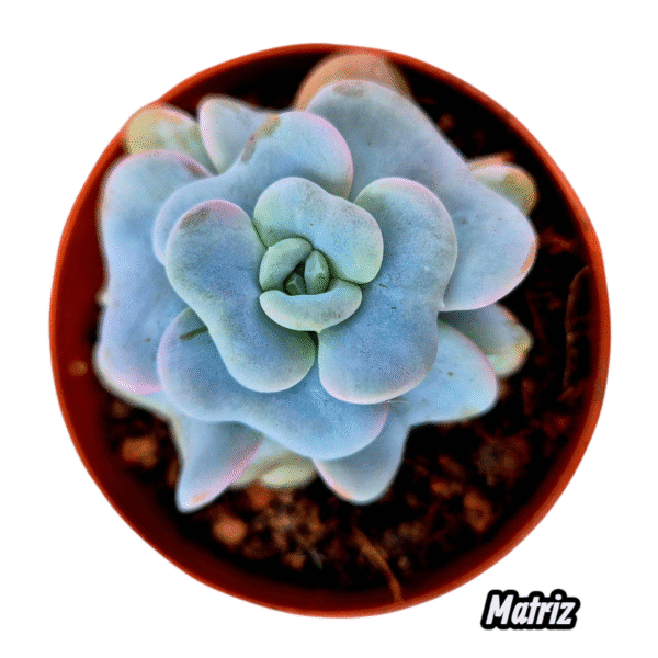 Suculenta Echeveria Heart song - importada - Imagem 3