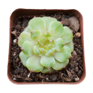 Suculenta Echeveria Apparition – Importada Coreana