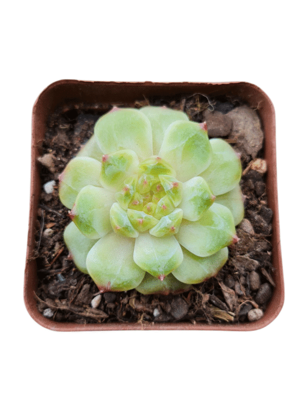Suculenta Echeveria Apparition - Importada Coreana