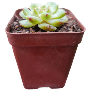 Suculenta Echeveria Apparition – Importada Coreana