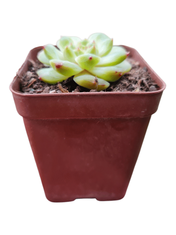 Suculenta Echeveria Apparition - Importada Coreana - Imagem 2