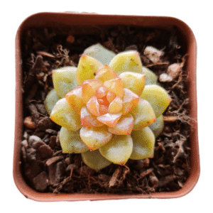 Suculenta Echeveria Magic Diamond – Coreana Importada