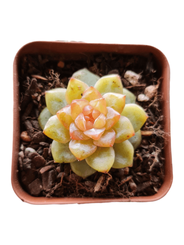 Suculenta Echeveria Magic Diamond - Coreana Importada