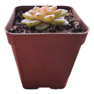 Suculenta Echeveria Magic Diamond – Coreana Importada