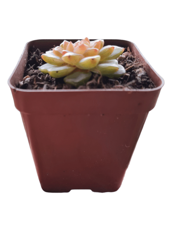 Suculenta Echeveria Magic Diamond - Coreana Importada - Imagem 2