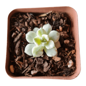 Suculenta Echeveria White Tango Variegata – Importada