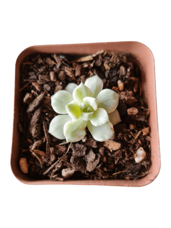 Suculenta Echeveria White Tango Variegata - Importada
