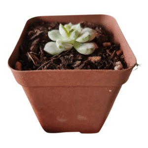 Suculenta Echeveria White Tango Variegata – Importada