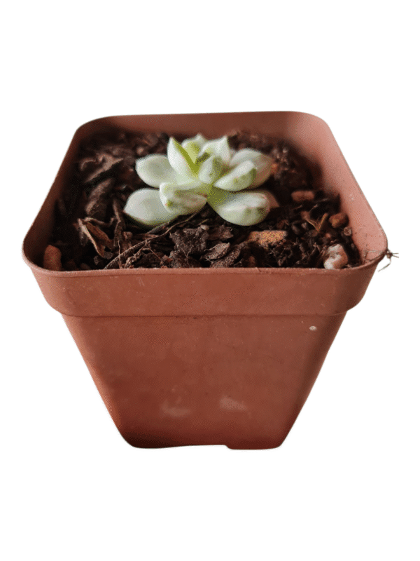 Suculenta Echeveria White Tango Variegata - Importada - Imagem 2