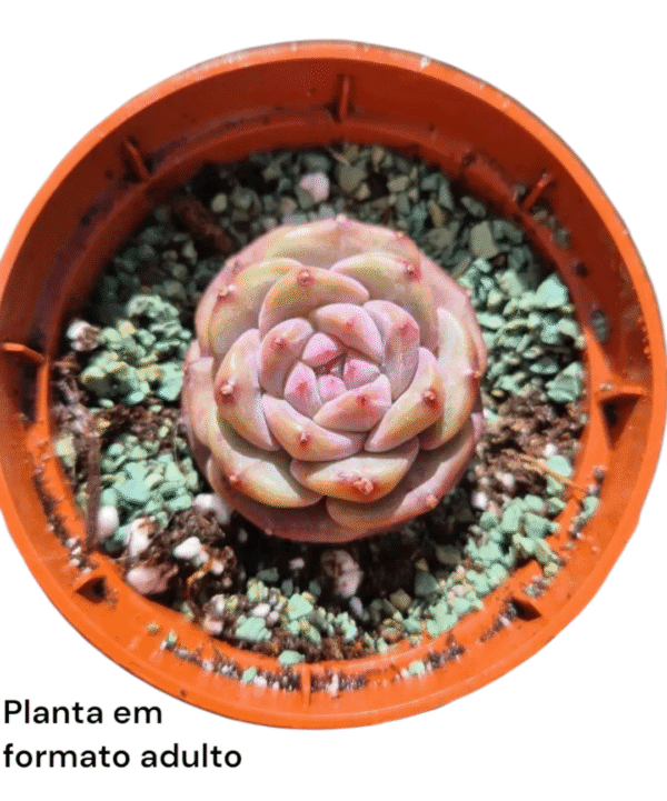 Suculenta Echeveria Magic Diamond - Coreana Importada - Imagem 3