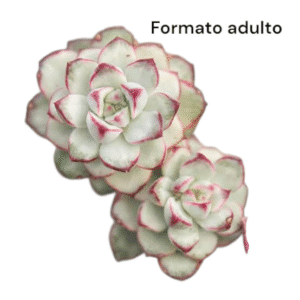 Suculenta Echeveria White Tango Variegata – Importada