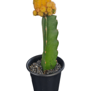 Cacto Lobivia Variegata – Enxertado