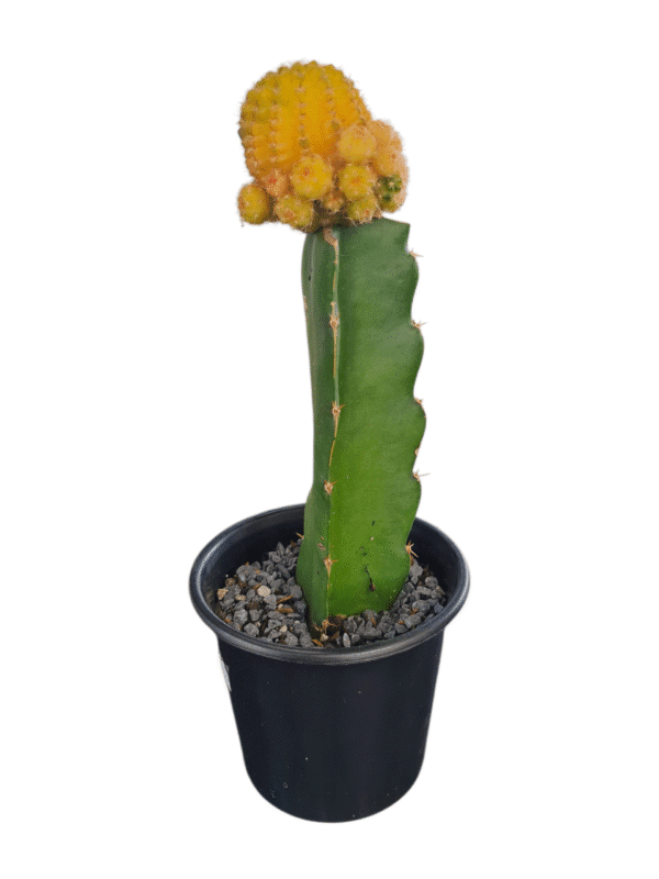 Cacto Lobivia Variegata - Enxertado