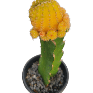 Cacto Lobivia Variegata – Enxertado