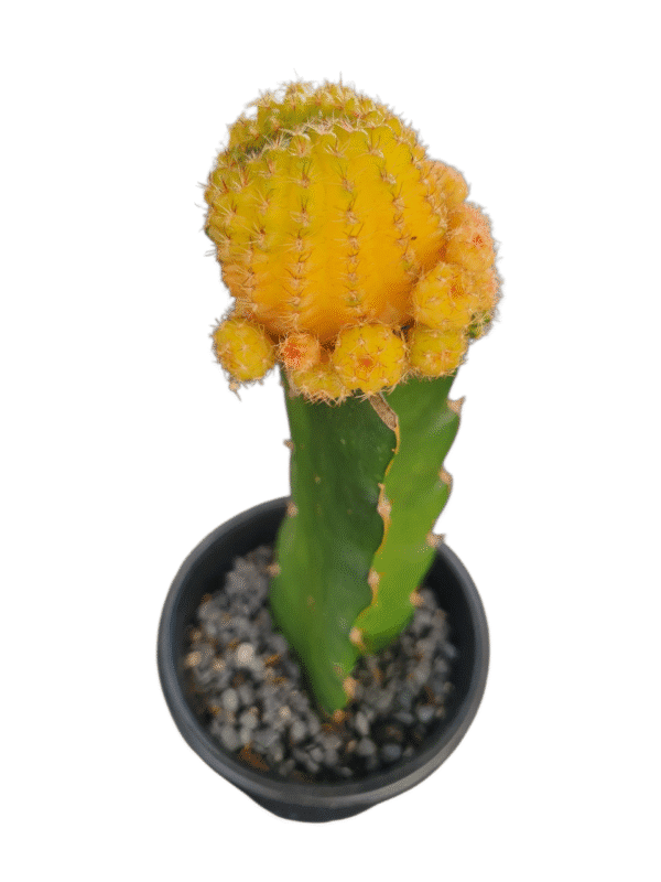 Cacto Lobivia Variegata - Enxertado - Imagem 2