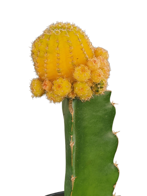 Cacto Lobivia Variegata - Enxertado - Imagem 3