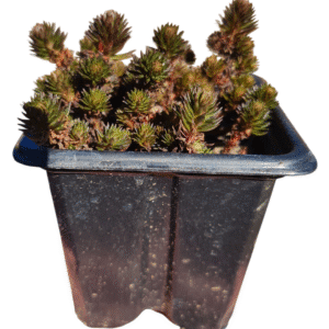 Suculenta Sedum hakonense ‘Chocolate Ball’