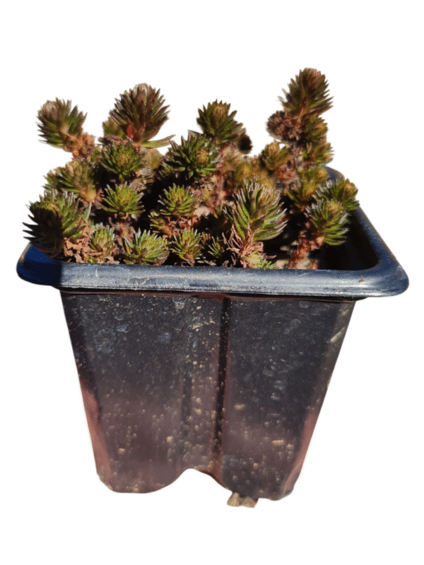 Suculenta Sedum hakonense 'Chocolate Ball' - Imagem 2