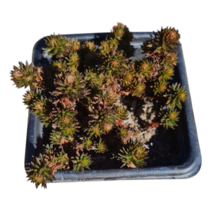 Suculenta Sedum hakonense ‘Chocolate Ball’