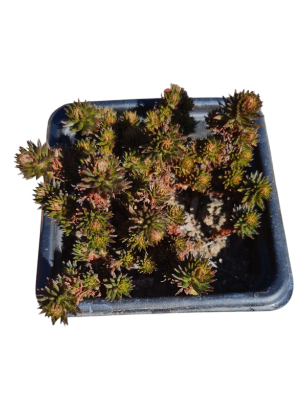 Suculenta Sedum hakonense 'Chocolate Ball'