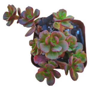 Suculenta Echeveria Multicaulis