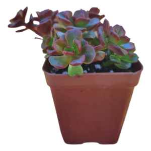 Suculenta Echeveria Multicaulis