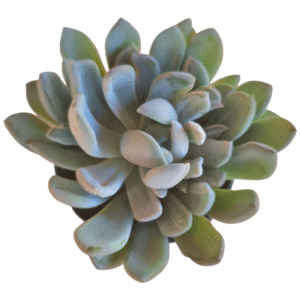 Suculenta Pachyveria Clavata Variegata