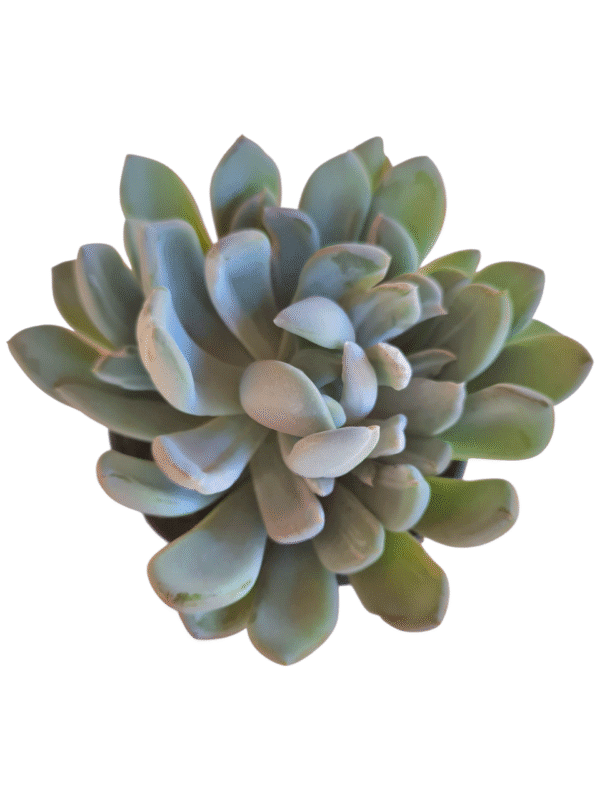 Suculenta Pachyveria Clavata Variegata