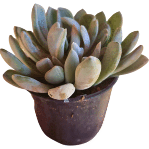 Suculenta Pachyveria Clavata Variegata