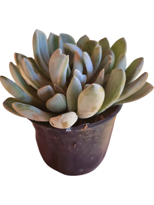 Suculenta Pachyveria Clavata Variegata - Imagem 2