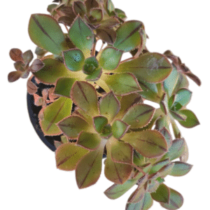 Suculenta Aeonium Kunkel – Arvoreta