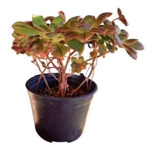 Suculenta Aeonium Kunkel – Arvoreta