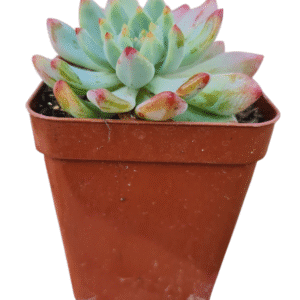 Suculenta Sedeveria Blue elf