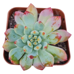 Suculenta Sedeveria Blue elf