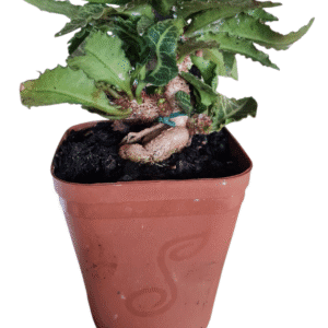 Euphorbia francoisii – Bonsai Folha verde