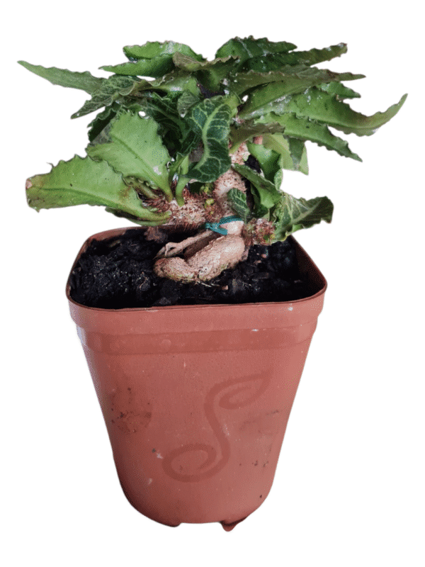 Euphorbia francoisii - Bonsai Folha verde