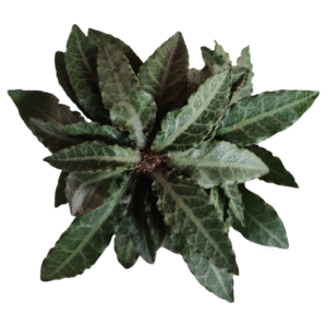 Euphorbia francoisii – Bonsai Folha verde
