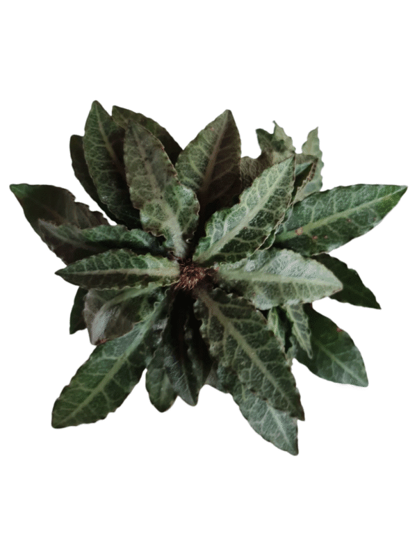 Euphorbia francoisii - Bonsai Folha verde - Imagem 2