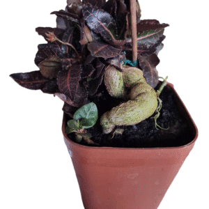 Euphorbia Francoisii – Bonsai Folha vermelha