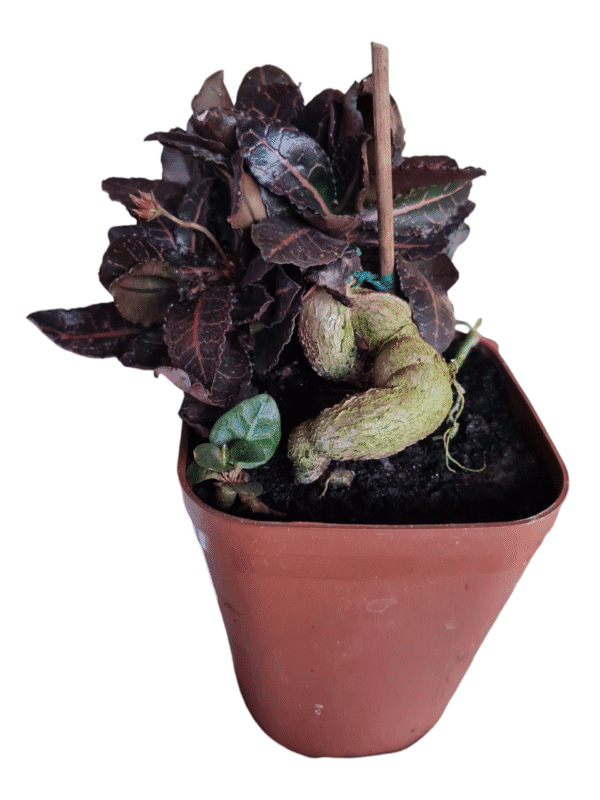 Euphorbia Francoisii - Bonsai Folha vermelha