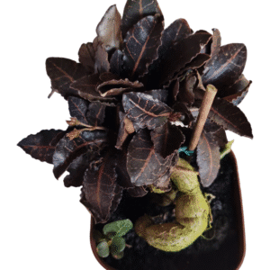 Euphorbia Francoisii – Bonsai Folha vermelha