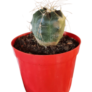 Cacto Echinocereus knippelianus – Flor rosa