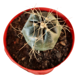 Cacto Echinocereus knippelianus – Flor rosa
